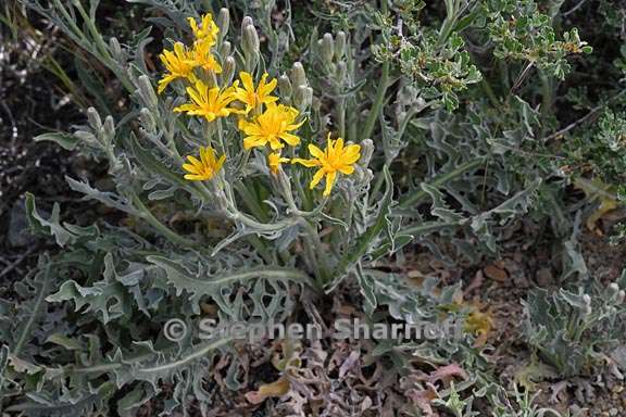 crepis occidentalis ssp pumila 1 graphic